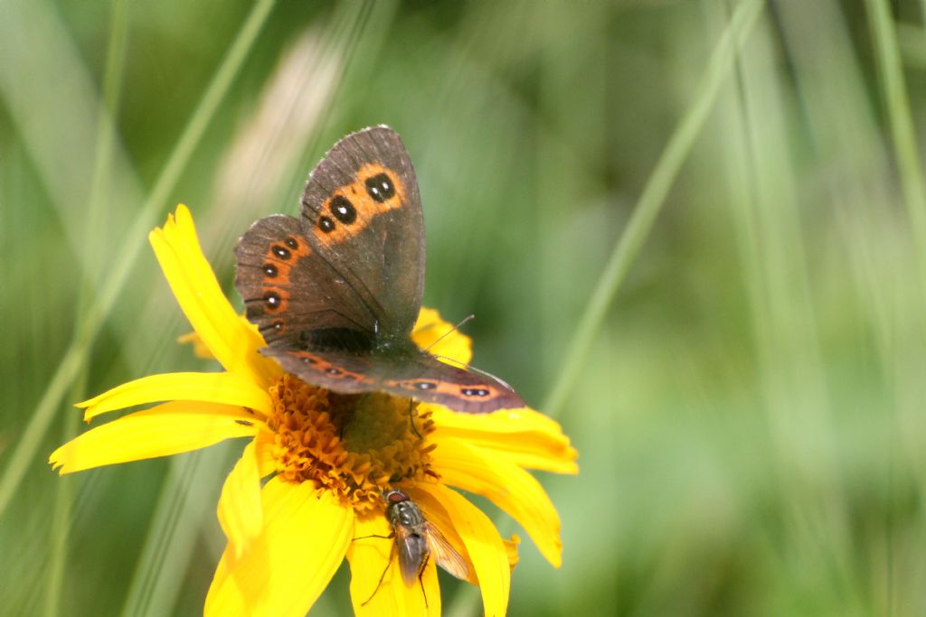 Quale erebia? Erebia euryale